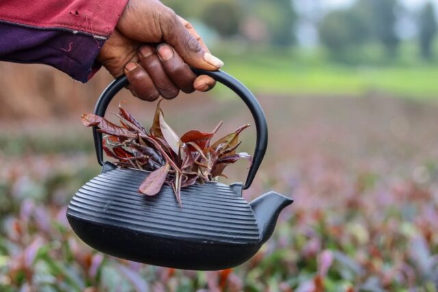 Purple tea isn’t just an ingredient, it’s a whole philosophy, babe. 💜Real glow? Real growth? You gotta clock it from the inside and lock it in on the outside.Our purple tea is grown on Kenyan soil, picked by Kenyan hands, and infused into BU.KE’ products with intention.
So whether it’s acne, eczema, breakage or dull skin, this is science + nature + a holistic reset working together.✨This Christmas, gift someone the glow-up they didn’t even know they needed…
or gift yourself, because self-care is a valid love language. 💜🎄#MadeInKenya #PurpleTeaPower #FarmToSkin #GenZGlow #BUKEBeauty #HolisticCare”**