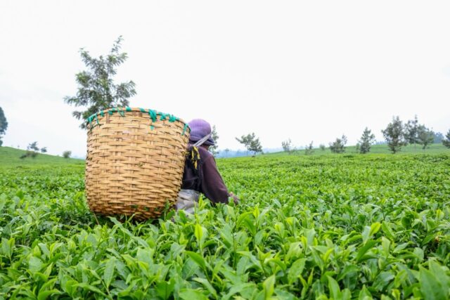 Purple tea is the most resilient tea. Growing at high altitude environments of 6,000ft-7,000ft, this tea evolved to protect itself against the high UV rays. Hence its purple colour.And that is the same protection it offers your skin and your hair. Purple tea is very rich in anti-oxidants, offering you protection against environmental damage. Not to mention the amazing benefits of consuming it.That is why we chose purple tea as our star ingredient
in our haircare and skincare products.#bukebeauty
#purpletea
